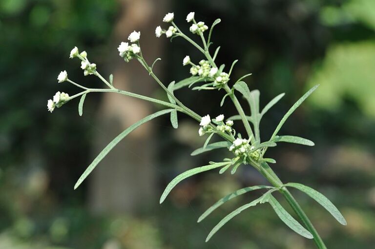 பார்த்தீனியம் என்னும் விவசாயத்தின் எதிரியும் நம்மைக் காக்க வந்த மெக்சிகன் வண்டுகளும்…