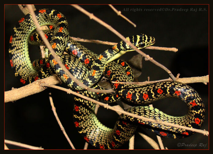 பறக்கும் பாம்பு - கல்லாறு