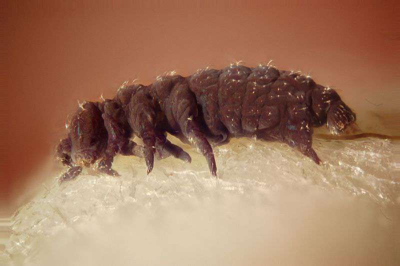 Tardigrade+Credit-Darron Birgenheier-Wikimedia Commons