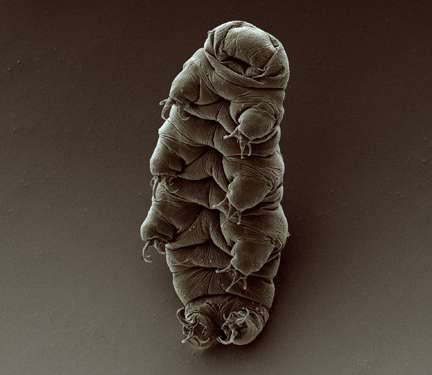 Tardigrade+Credit-Goldstein lab-Wikimedia Commons