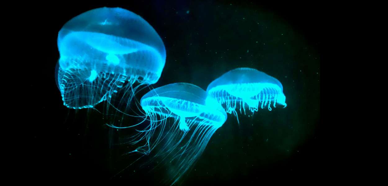 Light Sea-Bioluminescence