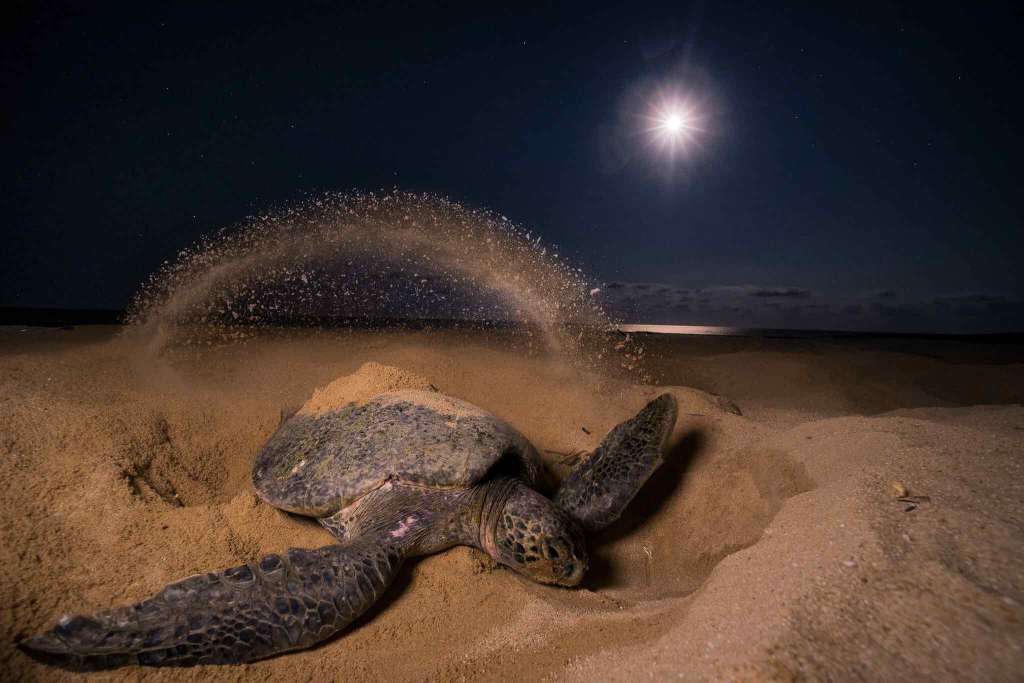 Light Sea-SeaTurtle