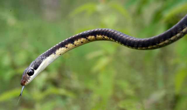  Snake myths and facts+Credit- Saleem Hameed- Wikimedia Commons_