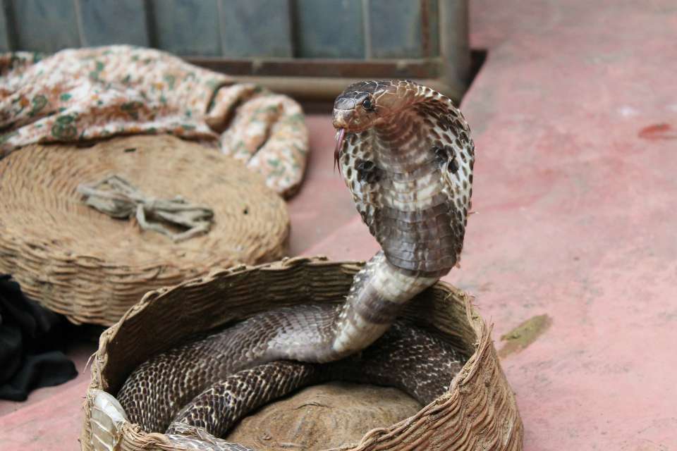 Snake myths and facts+snake charming